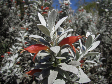 APII jpeg image of Eremophila glabra  © contact APII