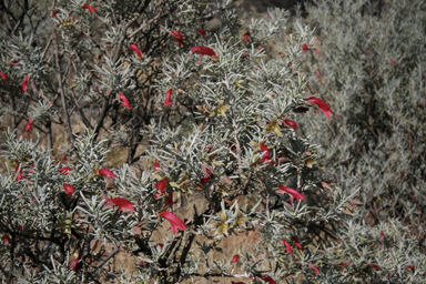 APII jpeg image of Eremophila latrobei  © contact APII