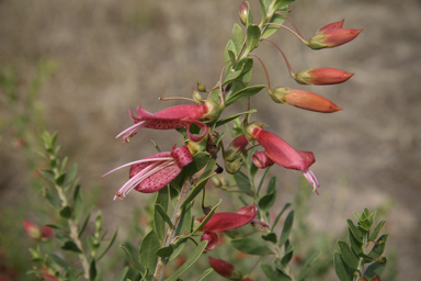 APII jpeg image of Eremophila maculata  © contact APII