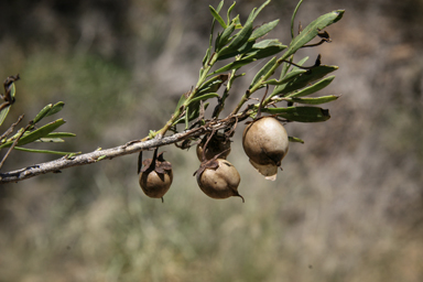 APII jpeg image of Eremophila maculata  © contact APII