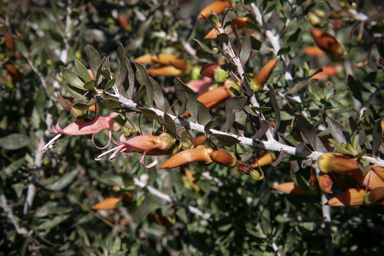 APII jpeg image of Eremophila maculata  © contact APII