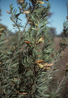 APII jpeg image of Eremophila maculata  © contact APII