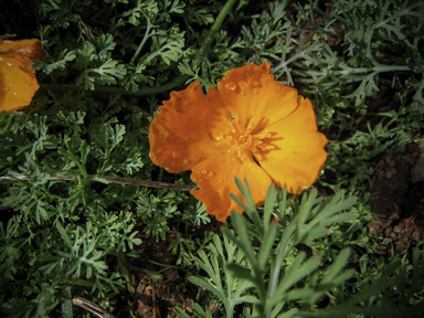 APII jpeg image of Eschscholzia californica  © contact APII