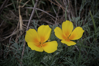 APII jpeg image of Eschscholzia californica  © contact APII