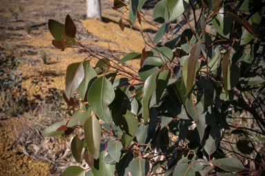 APII jpeg image of Eucalyptus cladocalyx  © contact APII