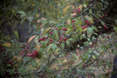 APII jpeg image of Euonymus europaeus  © contact APII