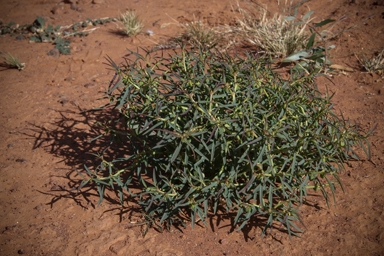 APII jpeg image of Euphorbia boophthona  © contact APII