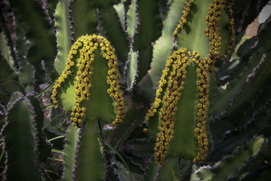 APII jpeg image of Euphorbia cooperi  © contact APII