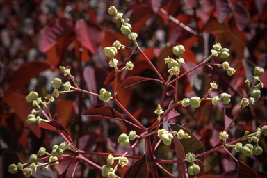 APII jpeg image of Euphorbia cotinifolia  © contact APII