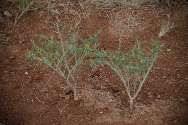 APII jpeg image of Euphorbia parvicaruncula  © contact APII