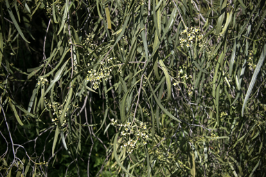 APII jpeg image of Geijera parviflora  © contact APII