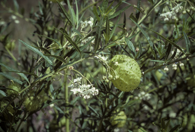 APII jpeg image of Gomphocarpus physocarpus  © contact APII