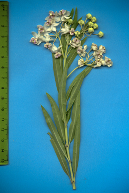 APII jpeg image of Gomphocarpus physocarpus  © contact APII