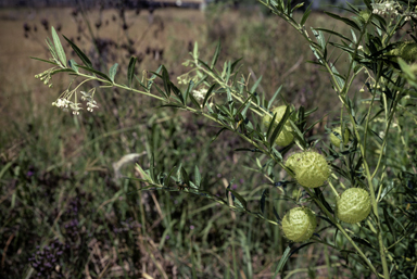 APII jpeg image of Gomphocarpus physocarpus  © contact APII