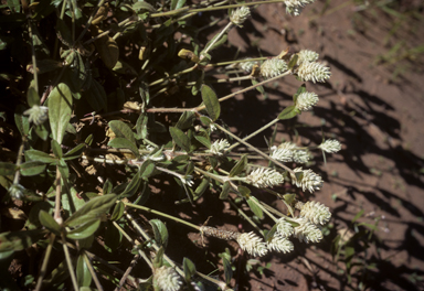 APII jpeg image of Gomphrena celosioides  © contact APII