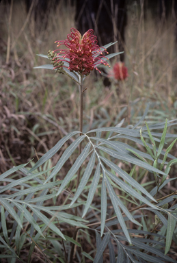 APII jpeg image of Grevillea banksii  © contact APII