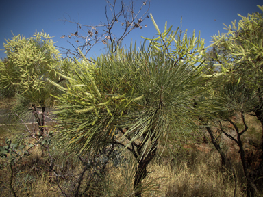 APII jpeg image of Grevillea pyramidalis  © contact APII