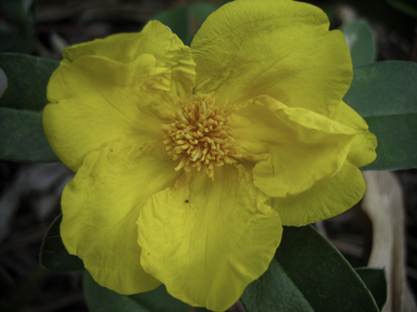 APII jpeg image of Hibbertia scandens  © contact APII