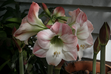 APII jpeg image of Hippeastrum  © contact APII