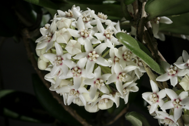 APII jpeg image of Hoya australis subsp. sanae  © contact APII