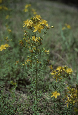 APII jpeg image of Hypericum perforatum  © contact APII