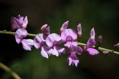 APII jpeg image of Indigofera australis  © contact APII