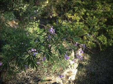 APII jpeg image of Indigofera australis  © contact APII