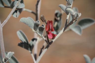 APII jpeg image of Indigofera georgei  © contact APII