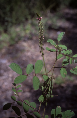 APII jpeg image of Indigofera hirsuta  © contact APII