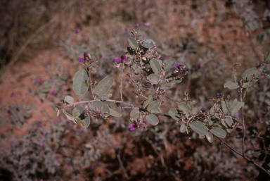 APII jpeg image of Indigofera monophylla  © contact APII