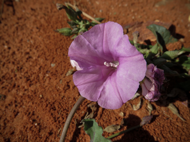 APII jpeg image of Ipomoea muelleri  © contact APII