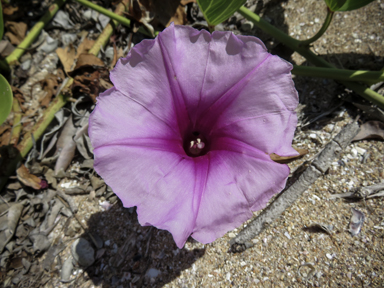 APII jpeg image of Ipomoea pes-caprae  © contact APII