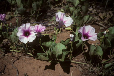 APII jpeg image of Ipomoea polpha subsp. weirana  © contact APII