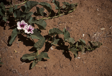 APII jpeg image of Ipomoea polpha subsp. weirana  © contact APII