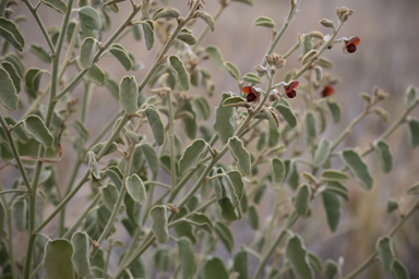 APII jpeg image of Isotropis atropurpurea  © contact APII