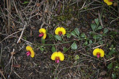 APII jpeg image of Isotropis cuneifolia  © contact APII