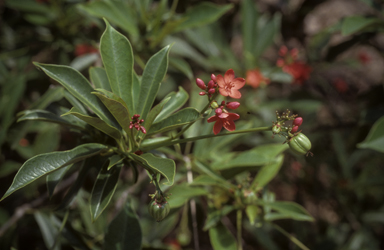 APII jpeg image of Jatropha integerrima  © contact APII