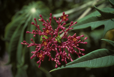 APII jpeg image of Jatropha multifida  © contact APII