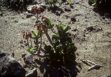 APII jpeg image of Kalanchoe macrantha  © contact APII