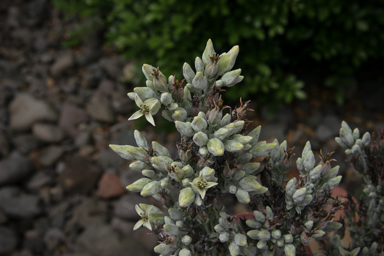 APII jpeg image of Kalanchoe thyrsiflora  © contact APII