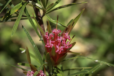 APII jpeg image of Lambertia formosa  © contact APII