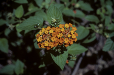 APII jpeg image of Lantana camara  © contact APII