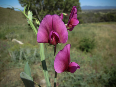 APII jpeg image of Lathyrus latifolius  © contact APII