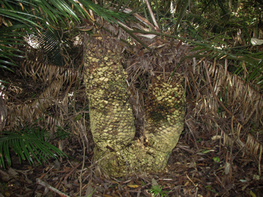 APII jpeg image of Lepidozamia peroffskyana  © contact APII