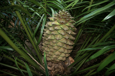 APII jpeg image of Lepidozamia peroffskyana  © contact APII