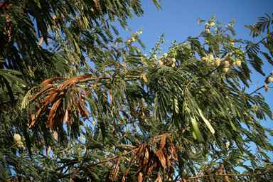 APII jpeg image of Leucaena leucocephala  © contact APII