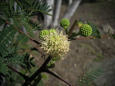 APII jpeg image of Leucaena leucocephala  © contact APII