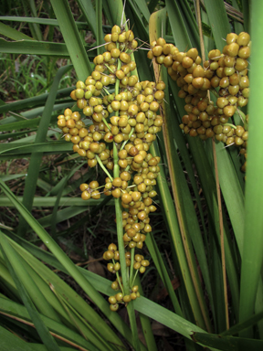 APII jpeg image of Lomandra longifolia  © contact APII