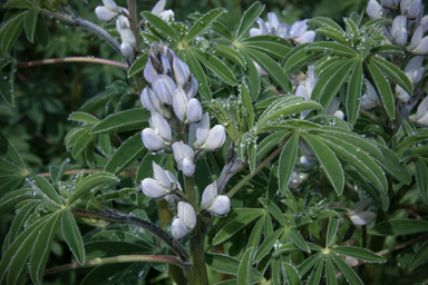 APII jpeg image of Lupinus albus  © contact APII