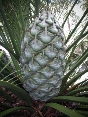 APII jpeg image of Macrozamia communis  © contact APII